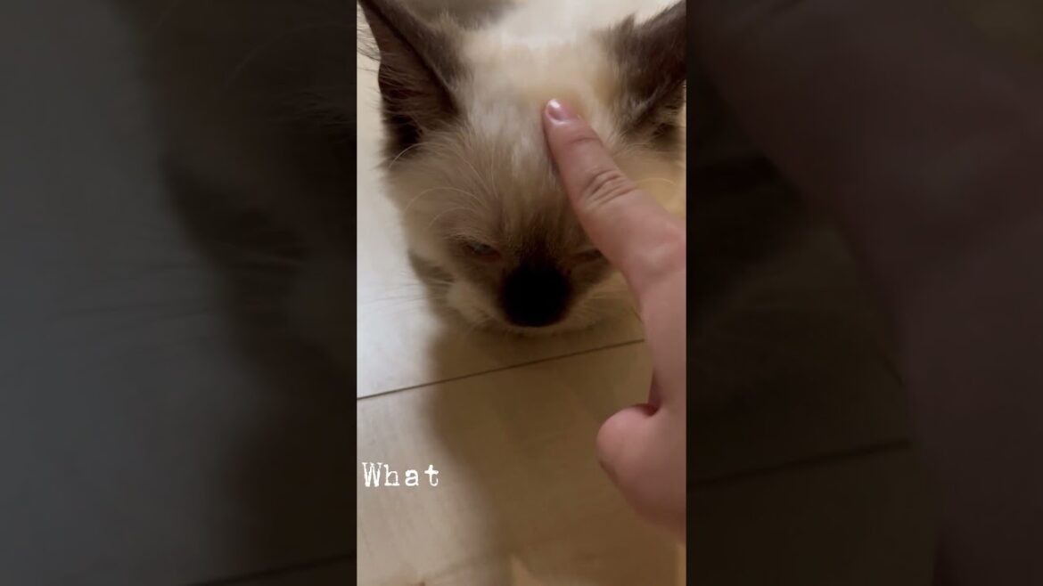 餅になったAzul #cat #kitten #ragdoll #猫のいる暮らし