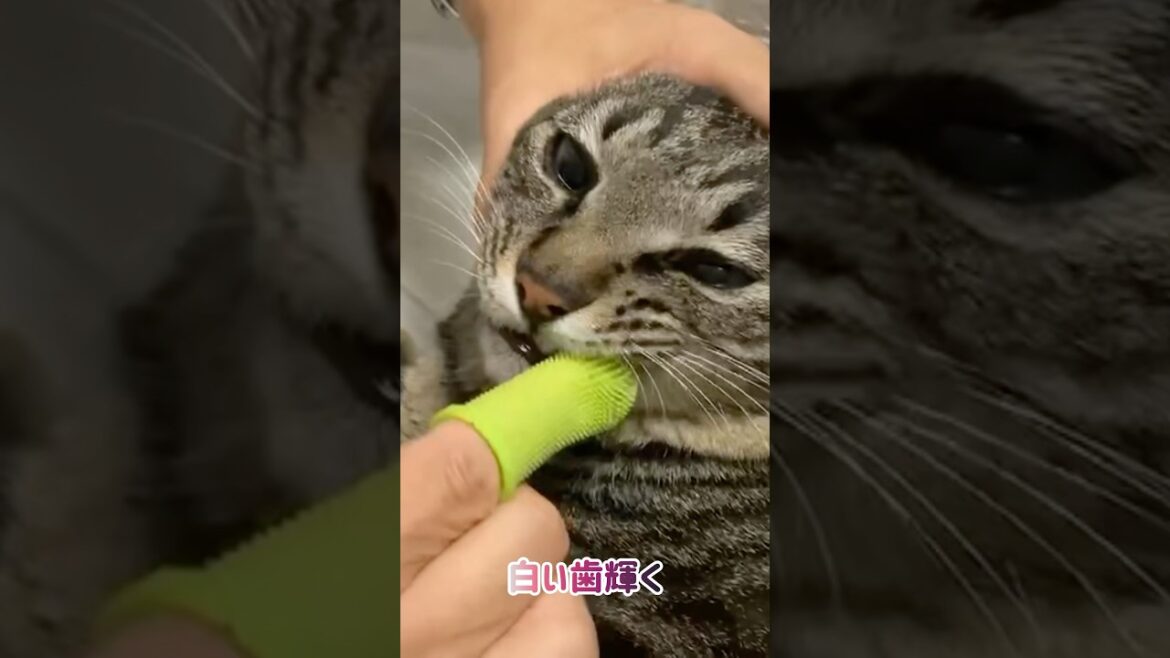 【狆とミニチュアダックスのMIX犬＆保護猫】歯磨きを頑張る日々ハイライト