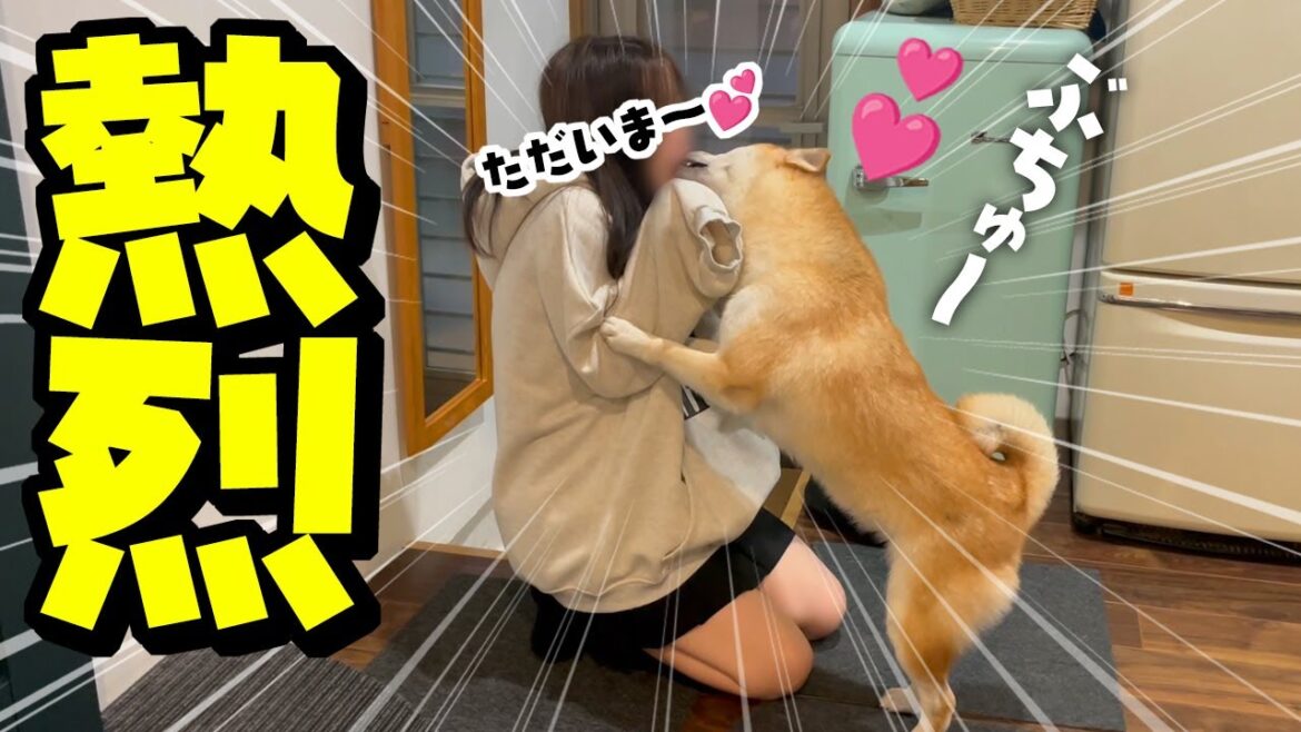 いきなり夜に娘が里帰り…嬉しすぎて熱烈なキスで歓迎する柴犬