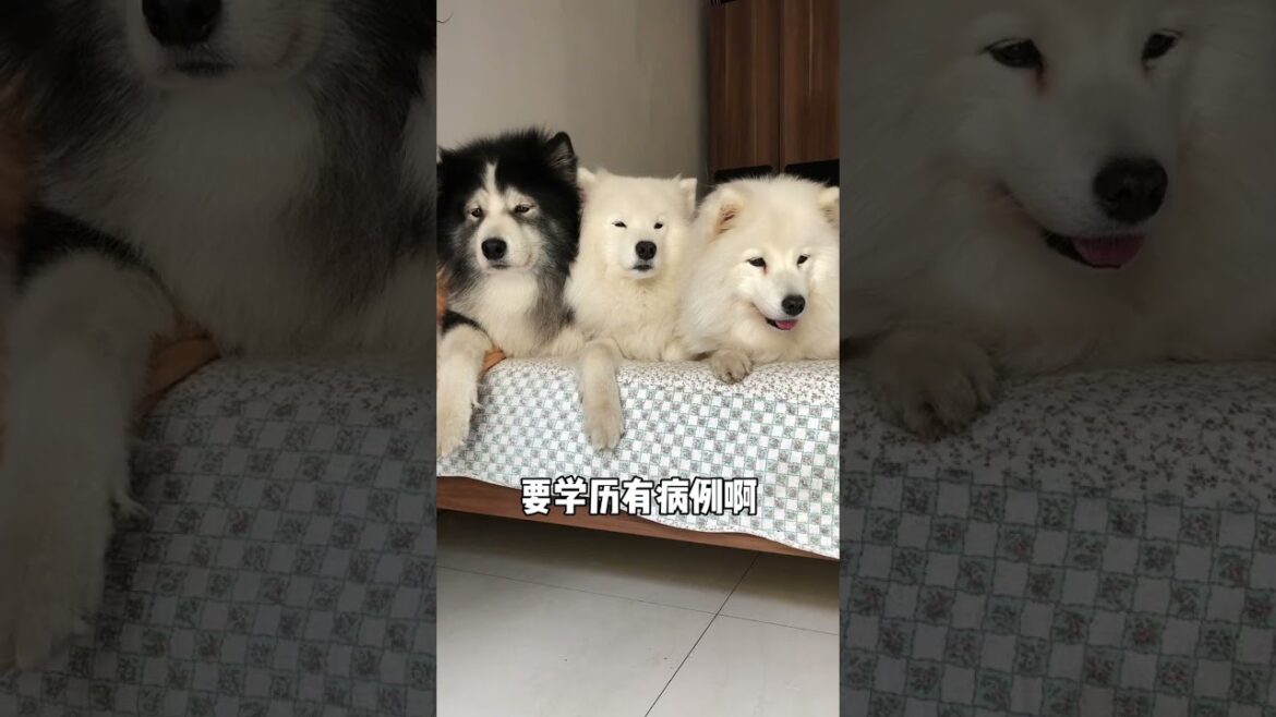 我要什麽有什麽，妳憑什麽看不上我#萌寵 #萌寵好物 #萌寵出道計劃 #shorts