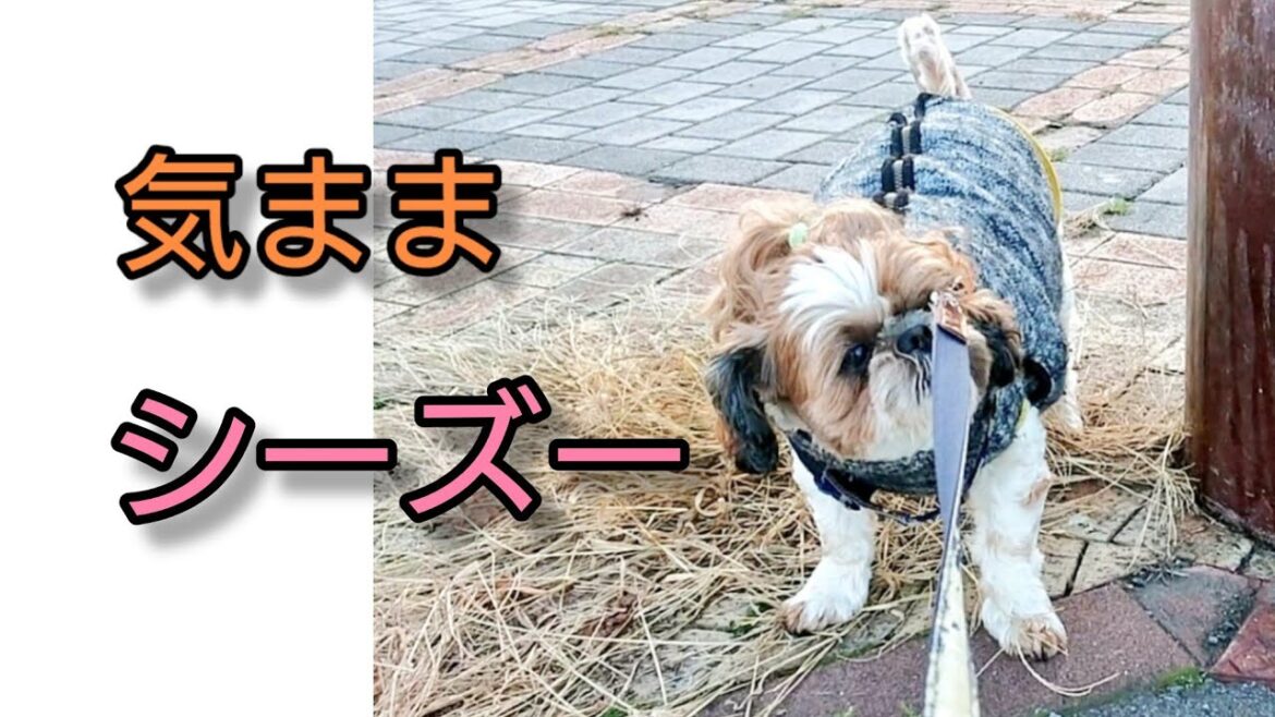 気ままシーズー🐶シーズー犬のｵﾚはな、ちろ