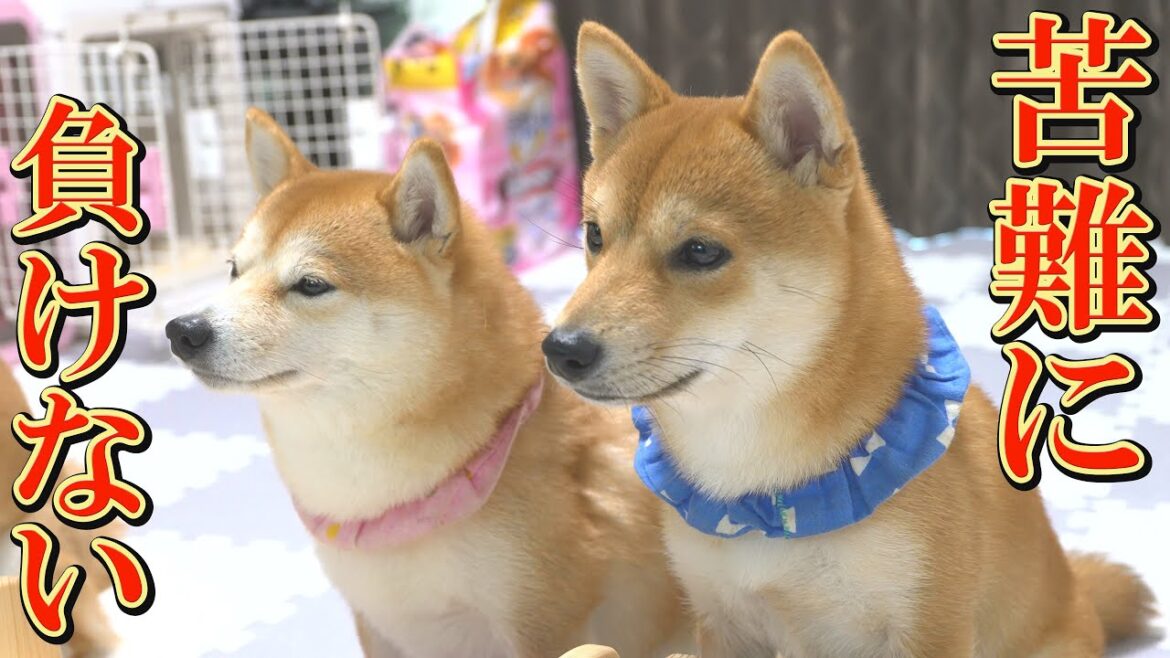 迷いましたが、アレルギー持ちの子犬との今後について決断しました