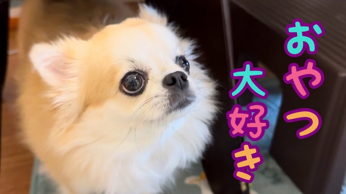 【チワワ】ごはんを食べたら・・・