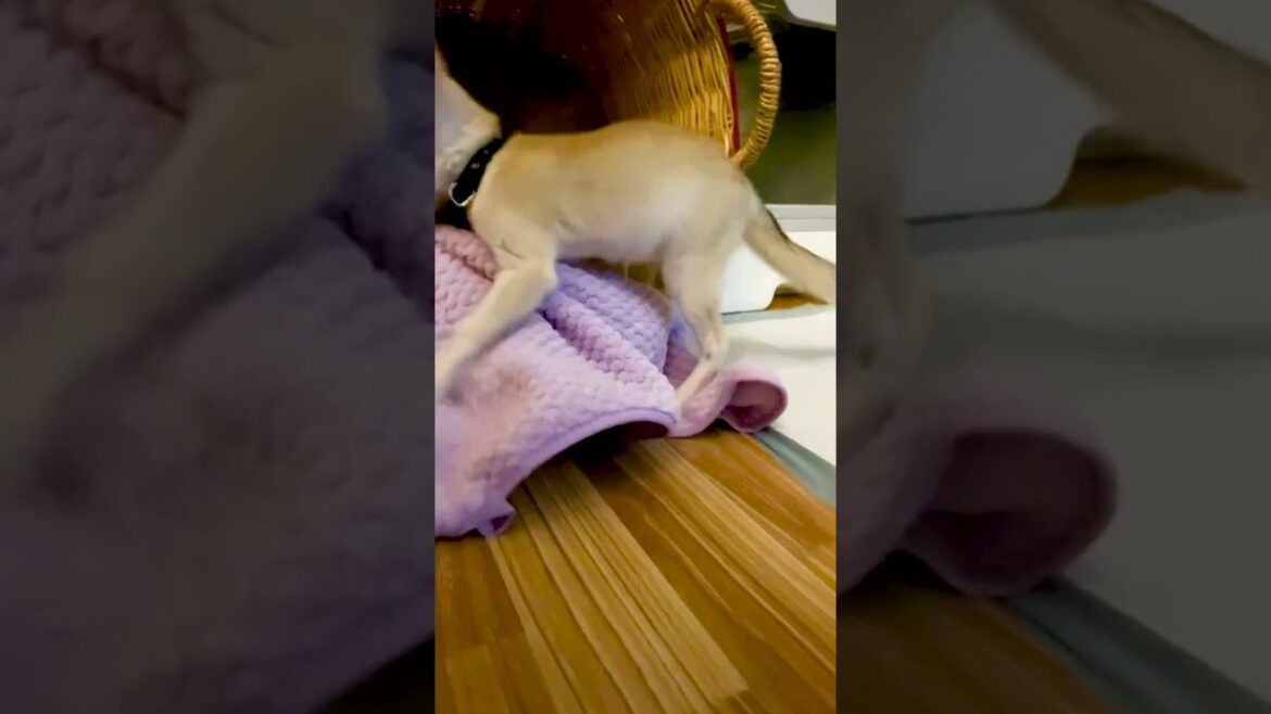 Fox makes Biscuits