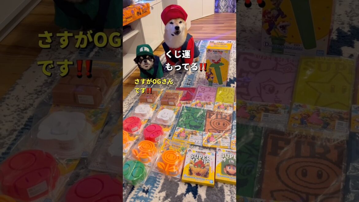今年もマリオの1番くじやってみたら...#柴犬 #チワワ #shorts