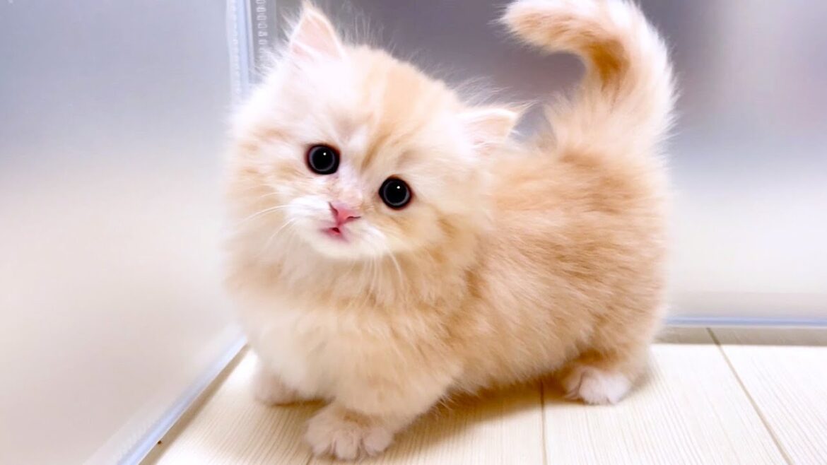 【マンチカンの子猫】イキって威嚇してくる子猫も可愛い件 ～猫のいる生活Vol.1032～出産動画 マンチカン短足・ミヌエット・ペルシャ猫専門ブリーダー『ペット蔵人』【子猫の成長記録】
