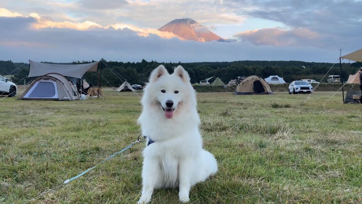 【サモエドキャンプ 前編】赤富士を見たくて、ふもとっぱらに来た! 【サモエドキャンプ 前編】赤富士を見たくて、ふもとっぱらに来た!