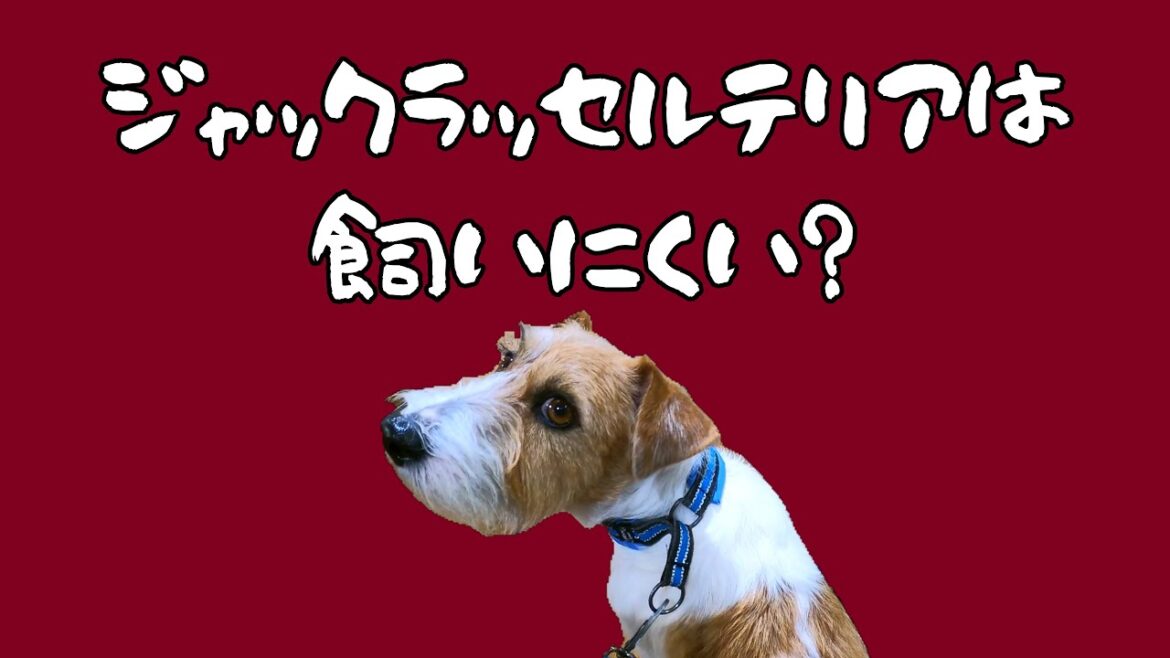 突然初対面の人にジャックラッセルテリアについて質問されました
