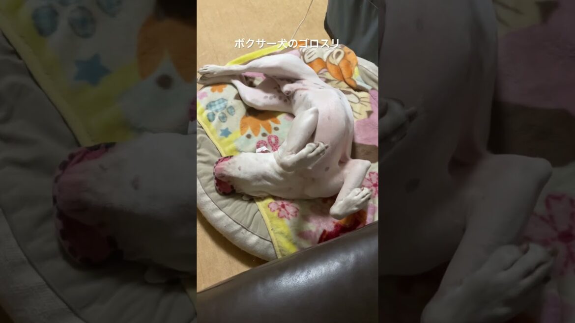 見た事ありますか？ボクサー犬