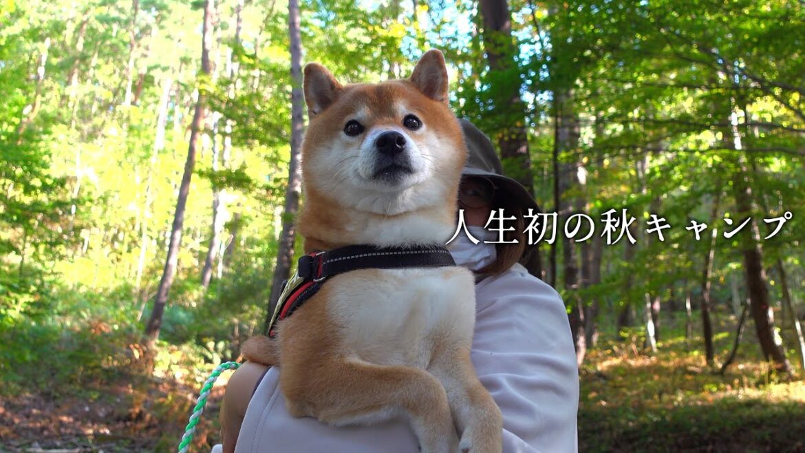 【人生初】柴犬と行く秋キャンプが感動と癒しの連続でした。 【人生初】柴犬と行く秋キャンプが感動と癒しの連続でした。