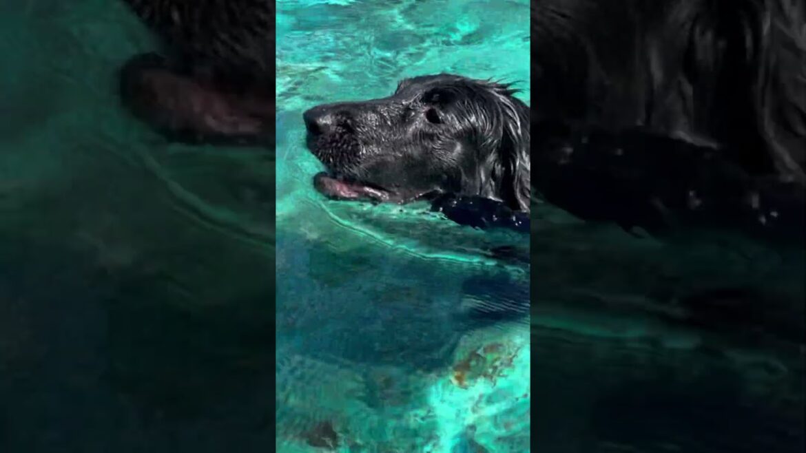 あなたの推しにしてください　#flatcoatedretriever #フラットコーテッドレトリバー　#shorts