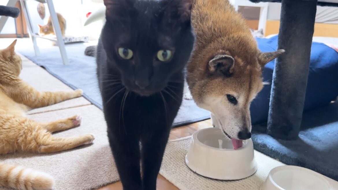 柴犬のボディーガードは黒猫くん