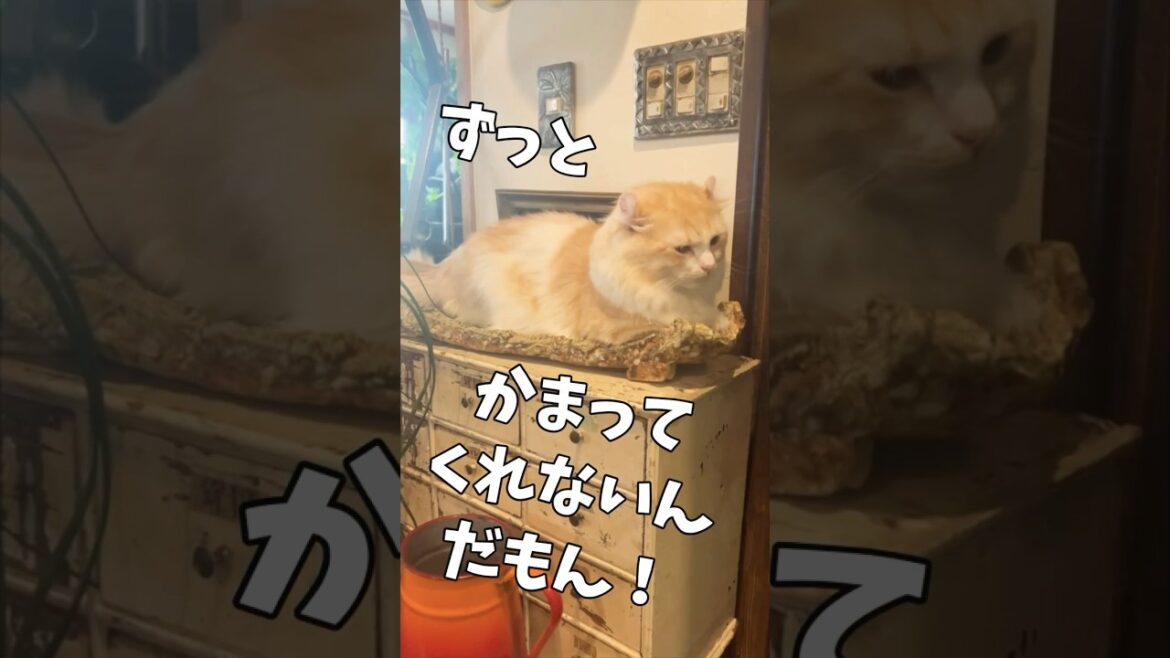 【キンカロー】シンデレラフィットのお皿見つけた毛玉！【マンチカール】
