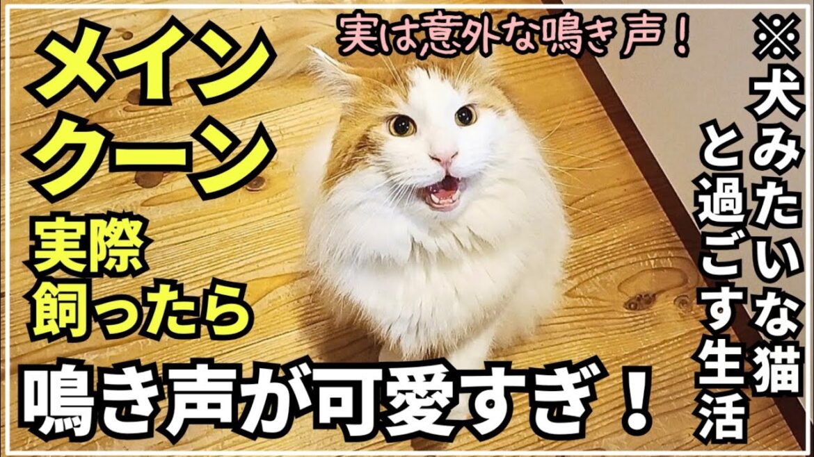 長毛猫メインクーンの鳴き声【大型猫のリアル】