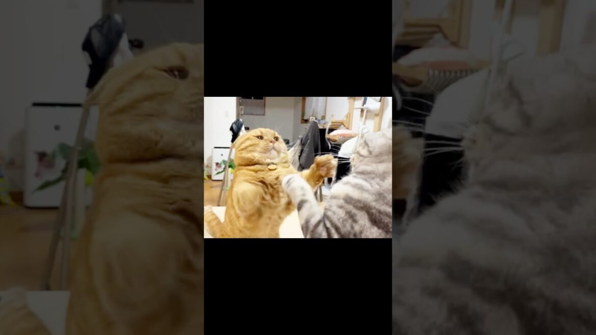 引くに引けない戦いがある #猫 #マンチカン #shorts