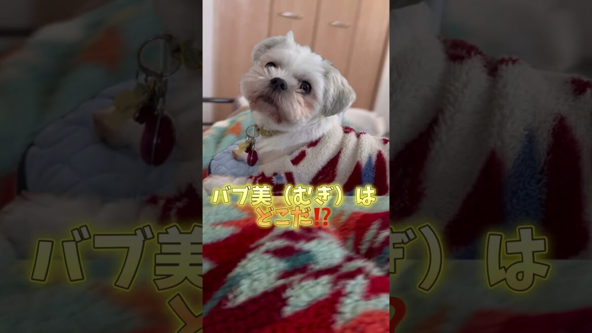 冬の朝はいつもこんな感じですw🐶🐶#シーズー #いぬ #犬 #マルシーズー #マルチーズ #わんこ