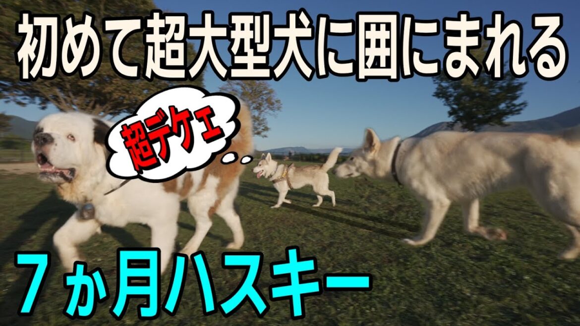 【シベリアンハスキー】蓮が初の超大型犬と遭遇しました！仲良く遊べるかな・・!? 久しぶりのあそ望の郷くぎのです!!