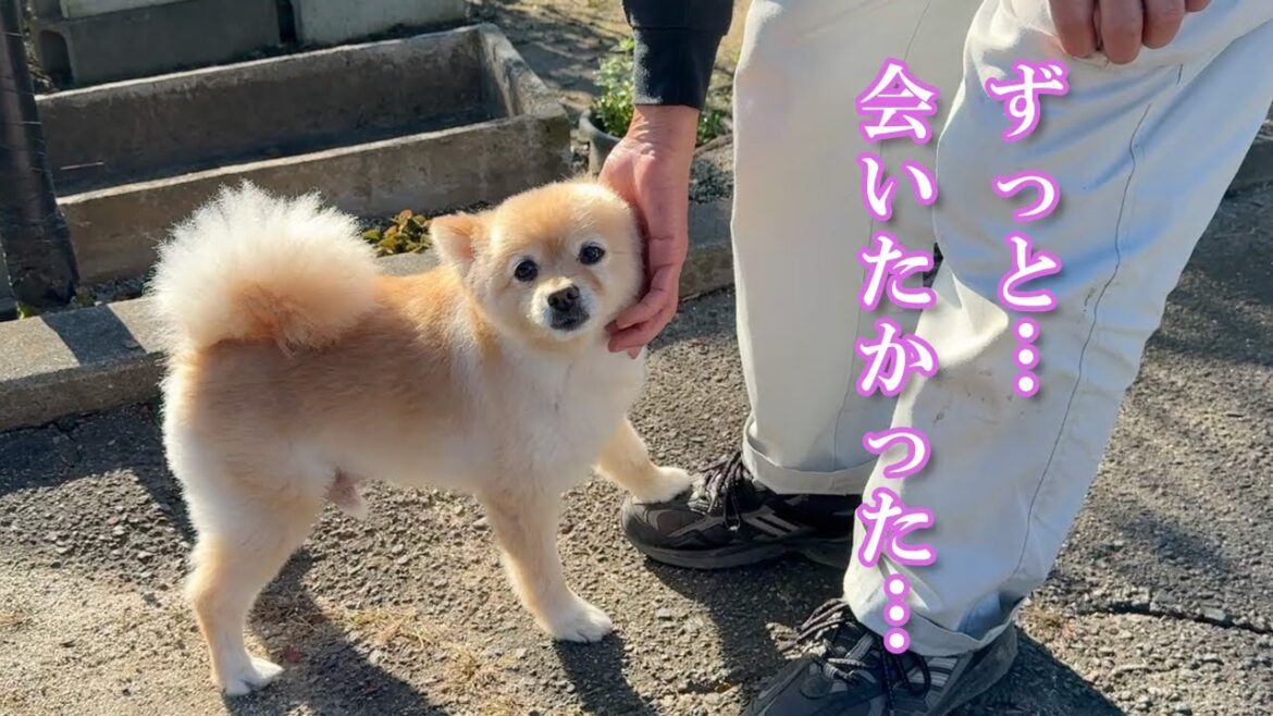 愛犬の大好きな人にようやく会うことができました! 愛犬の大好きな人にようやく会うことができました!