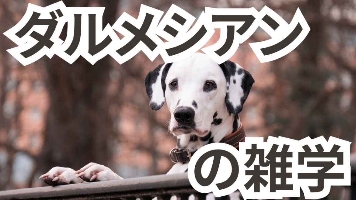【ダルメシアンの雑学】#犬#動物#雑学#字幕#AI 【ダルメシアンの雑学】#犬#動物#雑学#字幕#AI