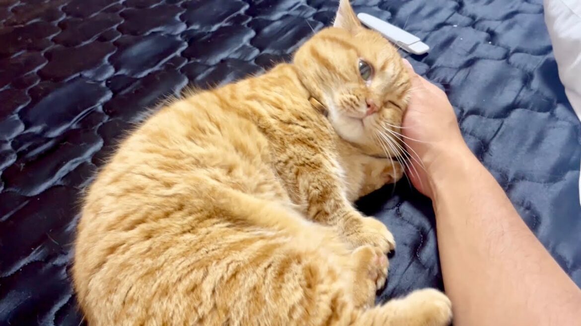 今年はフル稼働のドクターマンチカン! 今年はフル稼働のドクターマンチカン!