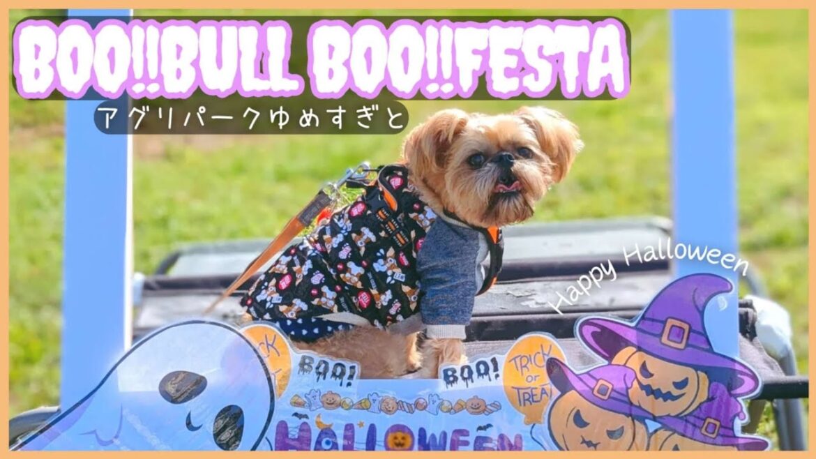 【犬イベント】 抽選会でまさかの 〇等賞GET？！ブーブルブーフェスタ~鼻ぺちゃ犬のお祭り~