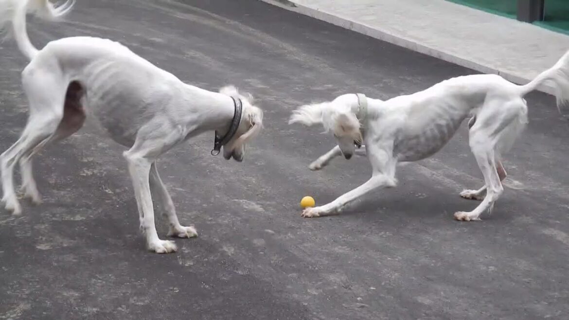 跳ねるボールに挑戦するサルーキー達🐾🥎（Saluki）