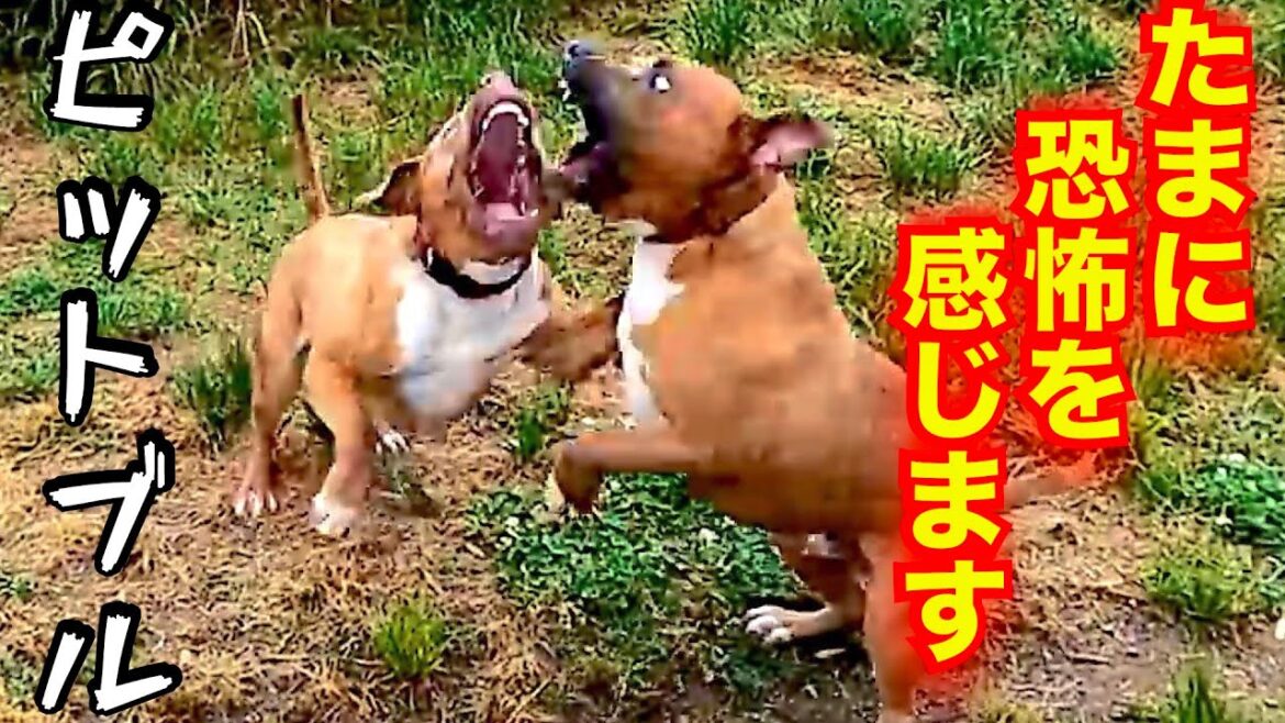 時には恐怖を感じるアメリカン ピット ブルテリアを理解できる動画はこちら