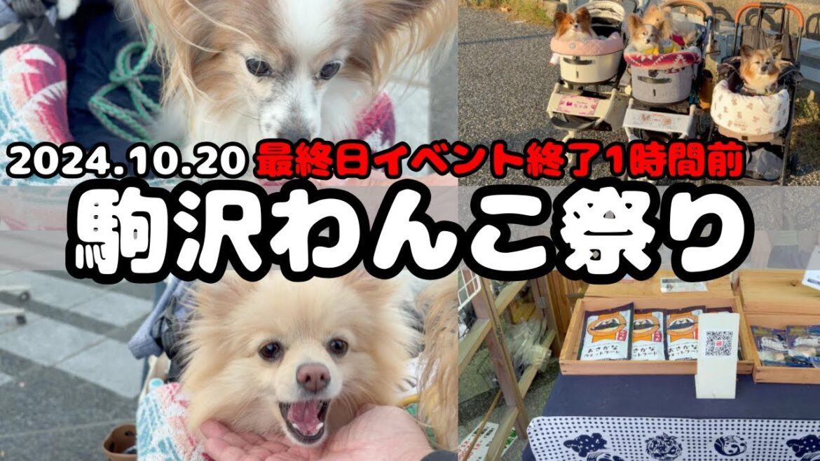 【犬イベント】駒沢わんこ祭り2024 最終日の1時間だけ楽しんできた🐶#駒沢公園#聖地 #dogvlog #papillon #pomeranian#イベント