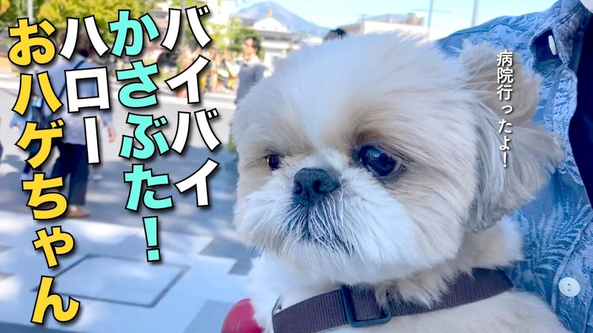 【シーズー】バイバイかさぶた!ハローおハゲちゃん! 〜動物病院へ〜【355】 【シーズー】バイバイかさぶた!ハローおハゲちゃん! 〜動物病院へ〜【355】