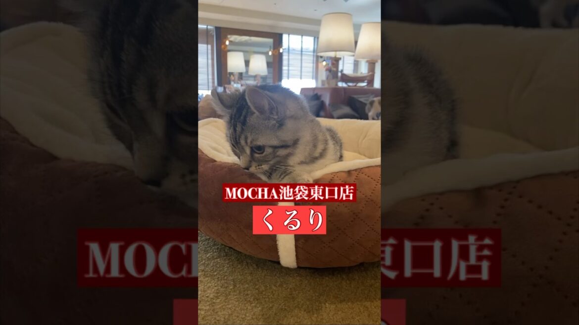 🐱くるり🐱　(アメリカンカール♀)　猫カフェMOCHAラウンジ池袋東口店　2024/9/18 撮影分　　#日替わり猫カフェにゃんこ