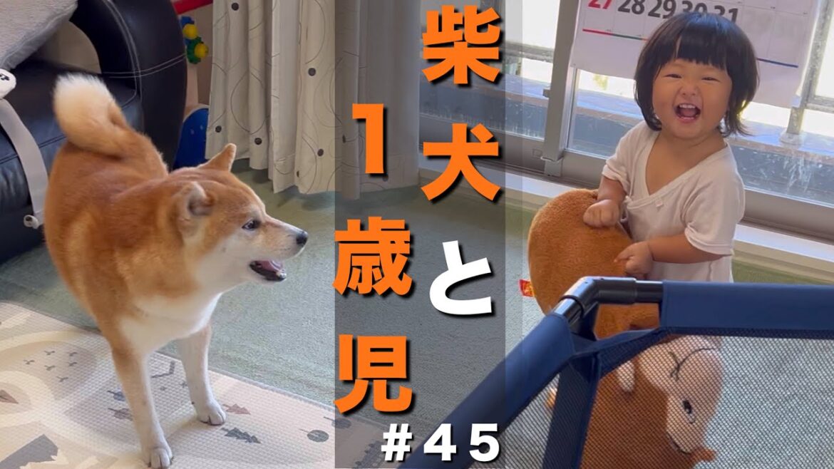 柴犬と育った１歳児は、怒られて泣くも柴犬の動画を見ると元気になる