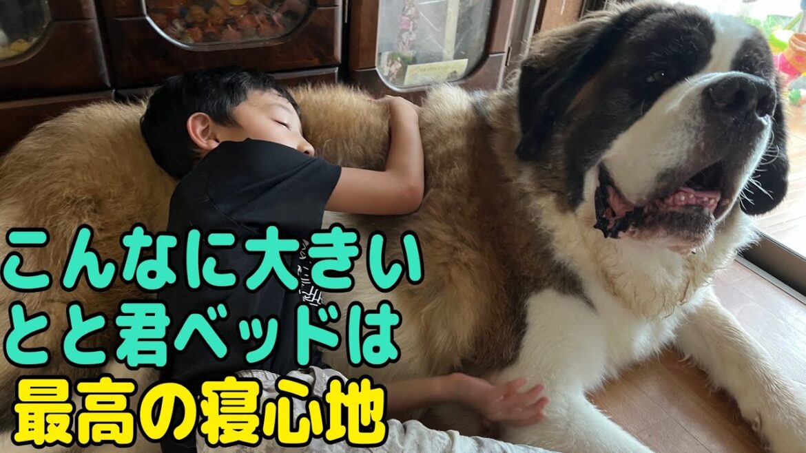 【セントバーナード】セントファミリー家族全員集合で賑やかな1日の中で、とと君ベッドで最高の寝心地を体験する孫達。