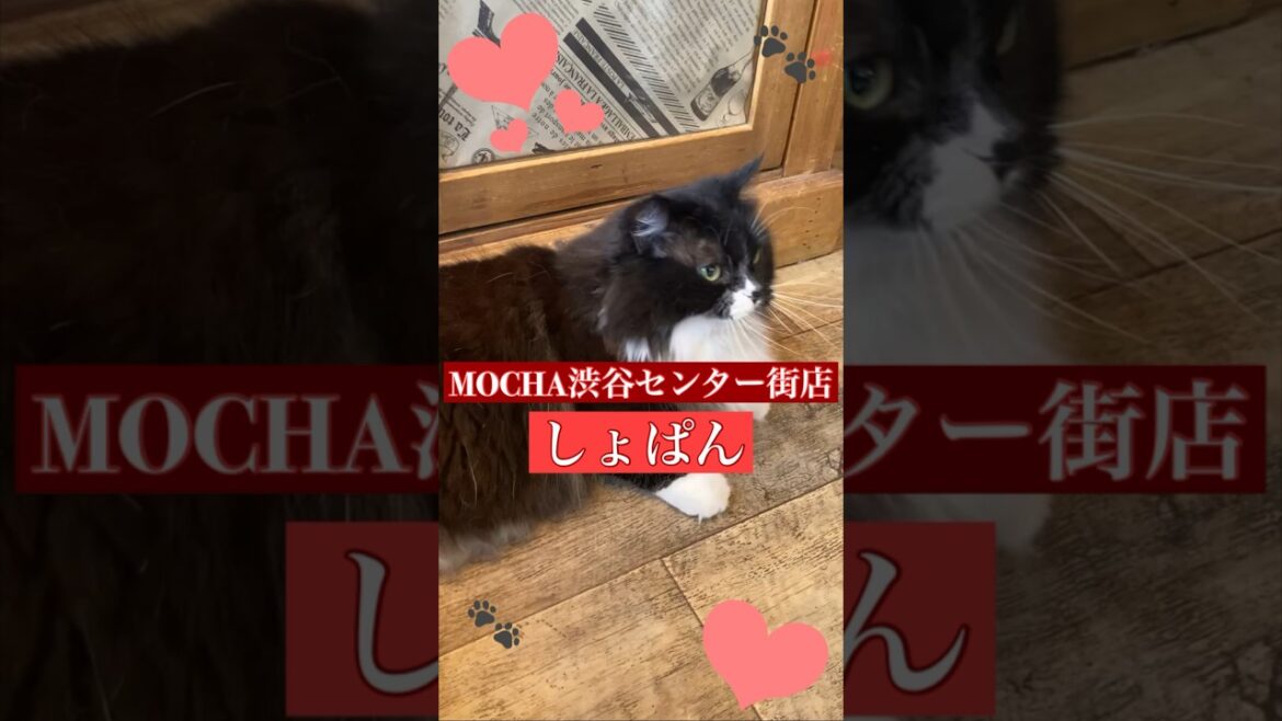 🐱しょぱん🐱　猫カフェMOCHA渋谷センター街店　(スクーカム♂)　2024/2/7 撮影分　#日替わり猫カフェにゃんこ