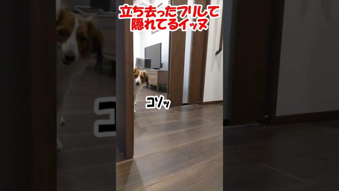 立ち去ったフリして隠れてるイッヌ【コーイケルホンディエ】【保護猫】