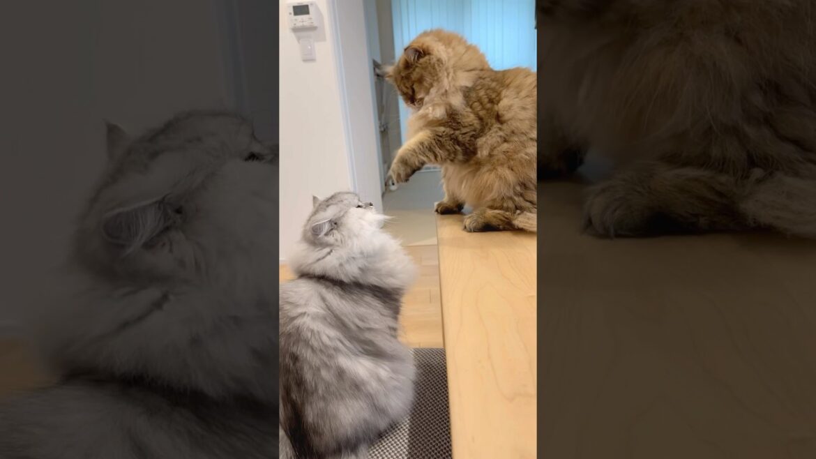 絡んできて迷惑な兄猫 【サイベリアン】 #Shorts