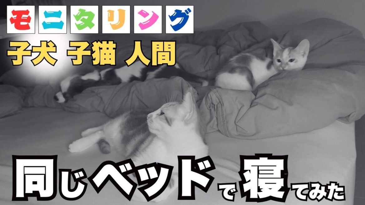 【モニタリング】普段は別々で寝ている問題児の犬と猫と一緒に寝てみた 【モニタリング】普段は別々で寝ている問題児の犬と猫と一緒に寝てみた