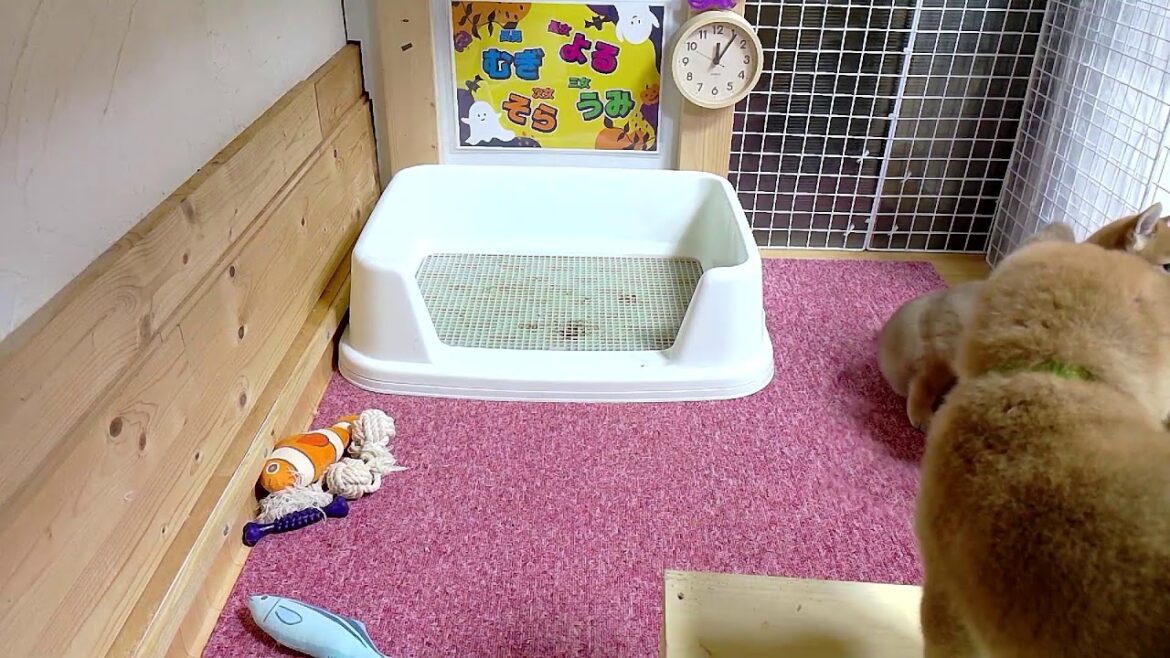 柴犬なつ！子育て生配信【生後45日】そらが脱走したので壁が高くなりました