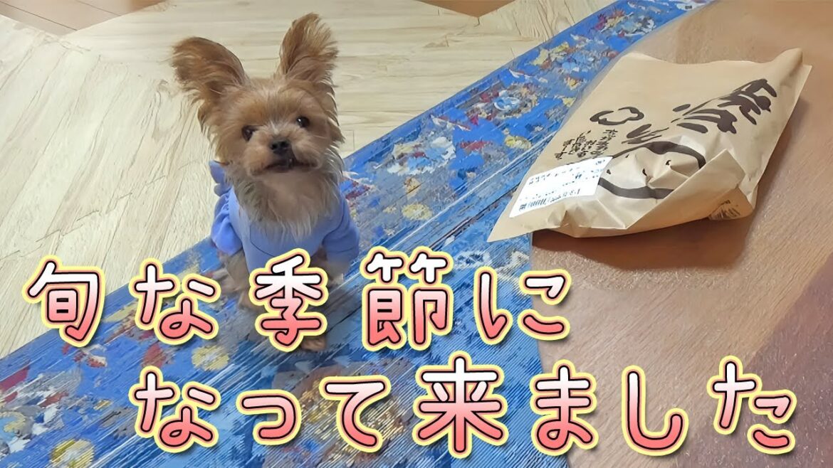 【ヨークシャテリア】おどろく嗅覚‼ごまかせないな～【Yorkshire Terrier】