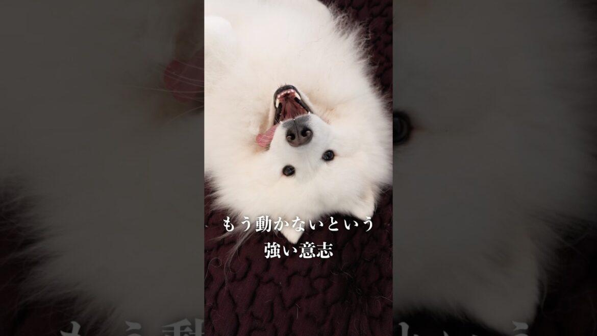 ぽちゃぽちゃボディのサモエドが激しく動く #samoyed #サモエド