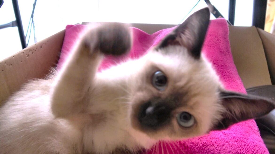 ソファーで毛繕いするシャム子猫のお手伝いをしようとしたら怒られた😅