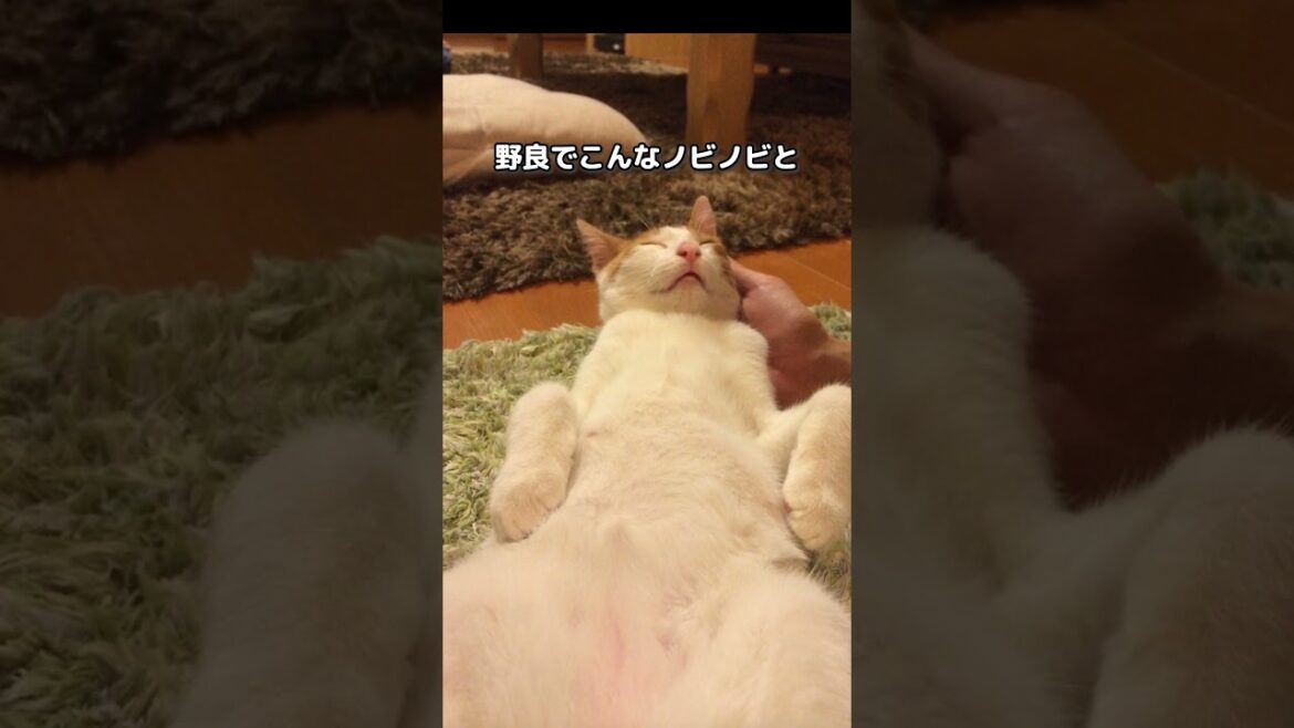 子猫を保護したけど野良ではなく飼い猫だったのかも…？その思った理由がコチラ #保護猫 #甘える猫 #師匠