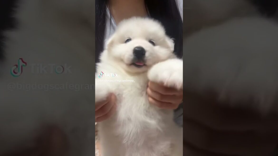 サモエド赤ちゃん生後1ヶ月　#samoyedpuppy