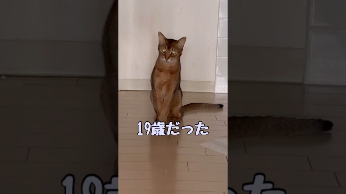 19歳だった猫エンジェルくん #shorts #アビシニアン #cat