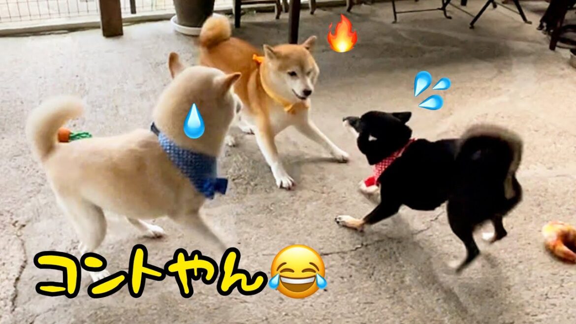 興奮してもコントのような柴犬たちがかわいいw