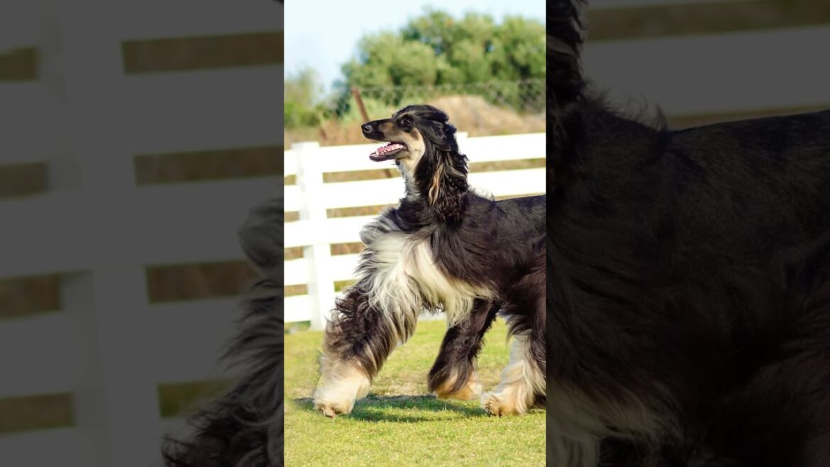 โจ Meet the Elegant Afghan Hound! ๐พ๐ซ #Dog #Dogs #Dogfacts #Afghanhound #Afghanhounds โจ Meet the Elegant Afghan Hound! ๐พ๐ซ #Dog #Dogs #Dogfacts #Afghanhound #Afghanhounds