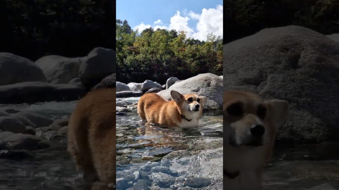 水に浸かりに行ったコーギー / A corgi that went for a dip #shorts