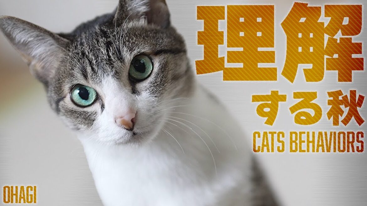 猫の気持ちを理解する秋