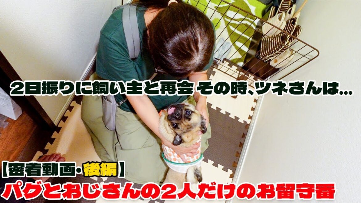【密着パグ動画】パグとおじさん 2人だけのお留守番に3日間密着しました！後編 最終回です！！！