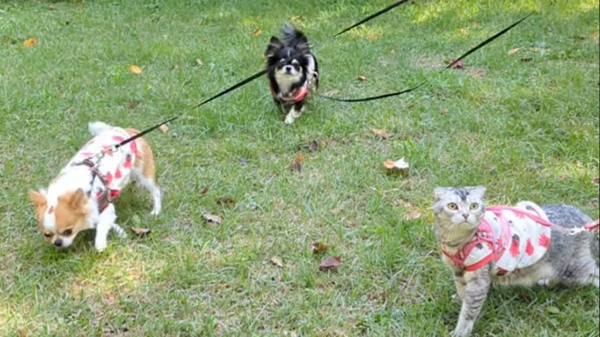 猫とチワワの新しい冒険! 🐾✨外に出た事がなかった猫? 猫とチワワの新しい冒険! 🐾✨外に出た事がなかった猫?