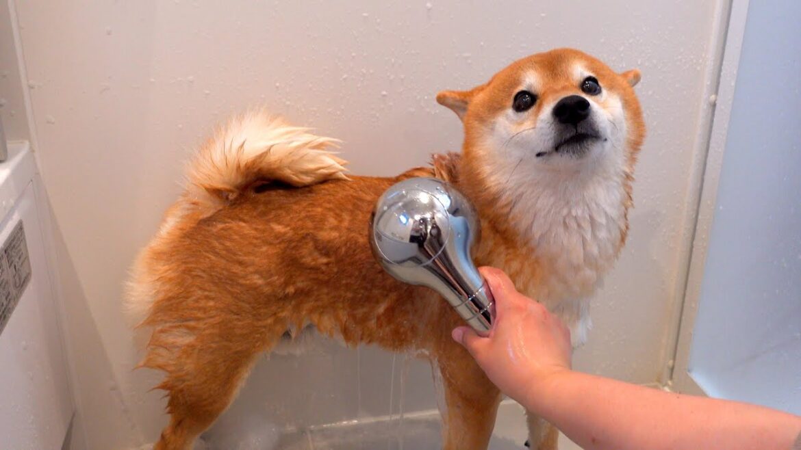 【初挑戦】初めての泥パックに挑戦する柴犬、思いがけない結末に。